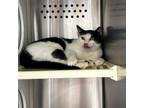 Adopt River Ridge a Domestic Short Hair
