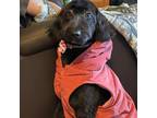 Adopt Maia a Poodle