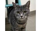 Adopt Kit Kat a Domestic Short Hair