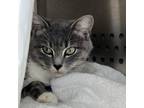 Adopt Cavern a Domestic Short Hair
