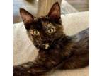 Adopt Bang a Domestic Short Hair