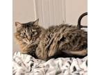 Adopt Hermione a Domestic Medium Hair