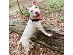 Adopt Pink Pony Girl a Pit Bull Terrier
