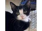 Adopt Lemon Meringue a Domestic Short Hair