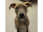 Adopt Jolene a Mixed Breed