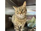 Adopt Bonnie a Domestic Short Hair