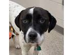 Adopt Bubbles a Pit Bull Terrier