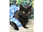 Adopt Bagheera a Domestic Short Hair