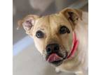 Adopt Chloe a Retriever, Mixed Breed