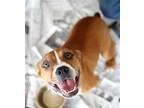 Adopt Wiggles G a Boxer