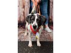 Adopt Princess G a Labrador Retriever, Terrier