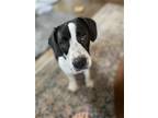 Adopt Madison A a Labrador Retriever