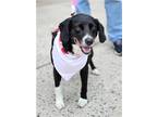 Adopt Oreo A a Labrador Retriever