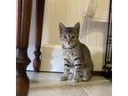Adopt Hissy Elliott - Available from Foster a Domestic Short Hair