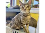 Adopt Phoebe a Domestic Short Hair