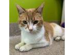 Adopt Cantaloupe a Domestic Short Hair