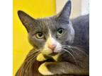 Adopt Poss a Domestic Medium Hair, Domestic Short Hair