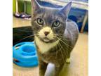 Adopt Pebble a Domestic Short Hair