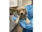 Adopt Cherry a Flat-Coated Retriever