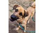 Adopt Ziva a Mixed Breed
