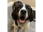 Adopt Rosemary a Mixed Breed