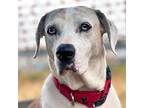 Adopt Fleur a Catahoula Leopard Dog, Mixed Breed