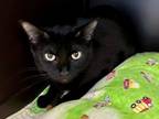 Adopt Jinx a Domestic Short Hair