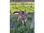 Adopt Sadie a Shepherd, Mixed Breed