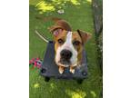 Adopt Harley a Mixed Breed