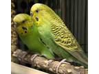 Adopt Pineapple a Parakeet (Other)