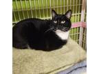 Adopt Oreo a Domestic Short Hair