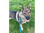 Adopt Sharona (aka Zena) a German Shepherd Dog