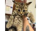Adopt Simone a Domestic Short Hair