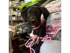 Adopt Pookie a Mixed Breed