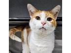 Adopt Penny a Domestic Short Hair
