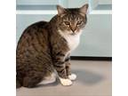 Adopt Gus a Domestic Short Hair