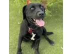Adopt Mabel a Labrador Retriever, Terrier