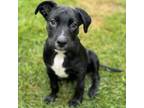 Adopt Field Pup - Javelin a Labrador Retriever, Shepherd