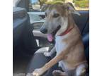 Adopt Roosey a Shepherd, Labrador Retriever