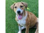 Adopt Gold Pup - Amit a Shepherd, Labrador Retriever