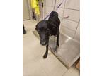 Adopt Godess a German Shepherd Dog, Labrador Retriever