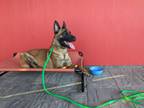Adopt OD Rue a Belgian Shepherd / Malinois