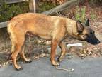 Adopt Rhondi a Belgian Shepherd / Malinois