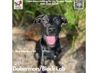 Adopt Hoopla a Doberman Pinscher, Black Labrador Retriever