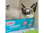 Adopt Pretty Girl a Siamese