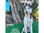 Adopt Wendy a Husky