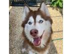 Adopt Toasted Marshmallow a Husky