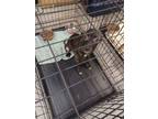 Adopt Tiana Tag 79.4 a Mixed Breed