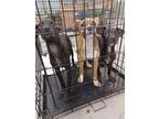 Adopt Rowen Tag 79.3 a Mixed Breed