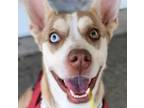 Adopt Mila (CP) - Adopt Me! a Husky, American Staffordshire Terrier